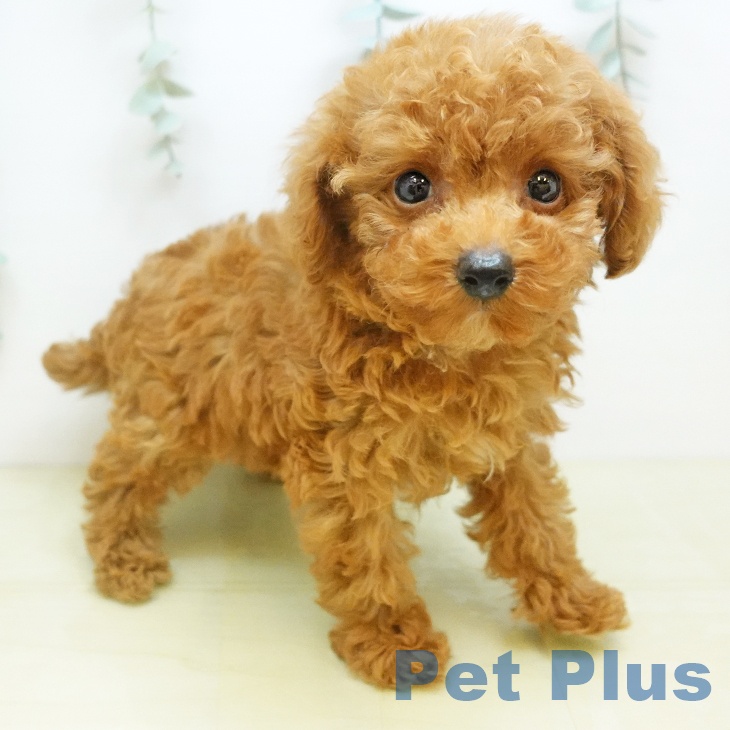 茨城県のトイプードル(トイ) (ペットプラス つくば店/2026年3月24日生まれ/女の子/レッド)の子犬