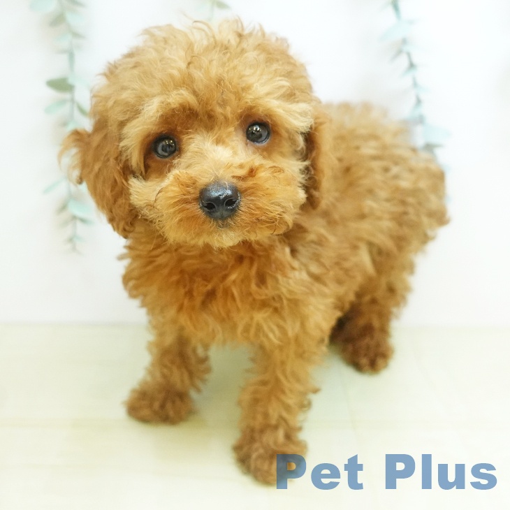 岡山県のトイプードル(トイ) (ペットプラス 岡山店/2026年3月19日生まれ/男の子/レッド)の子犬の2枚目の画像