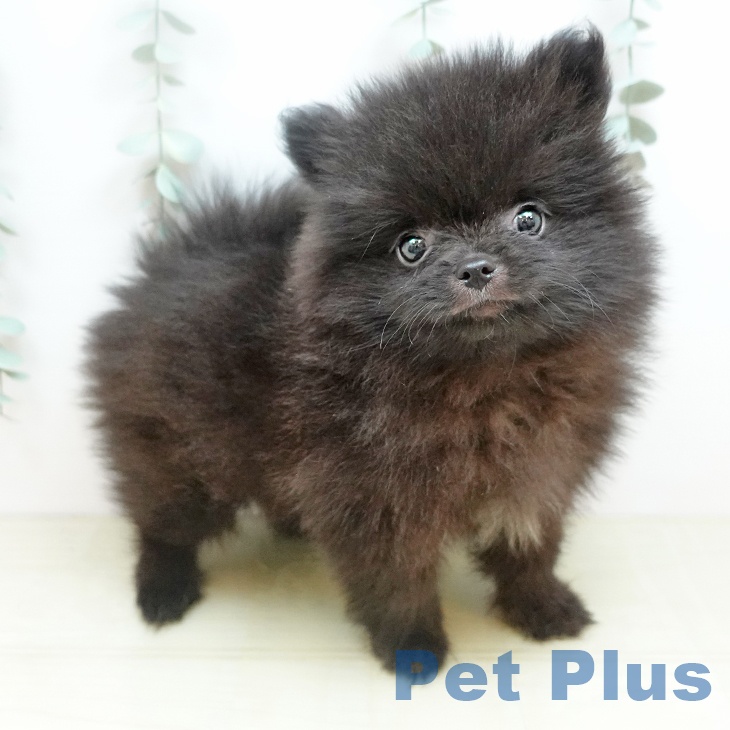 大阪府のポメラニアン (ペットプラス イオン大日店/2026年3月12日生まれ/男の子/ブラック)の子犬の1枚目の画像