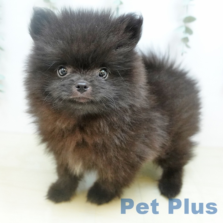 大阪府のポメラニアン (ペットプラス イオン大日店/2026年3月12日生まれ/男の子/ブラック)の子犬の2枚目の画像