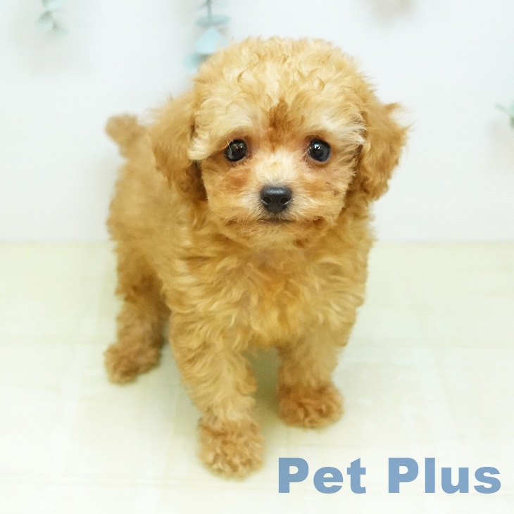 岡山県のトイプードル(トイ) (ペットプラス 岡山店/2026年3月19日生まれ/男の子/レッド)の子犬の1枚目の画像