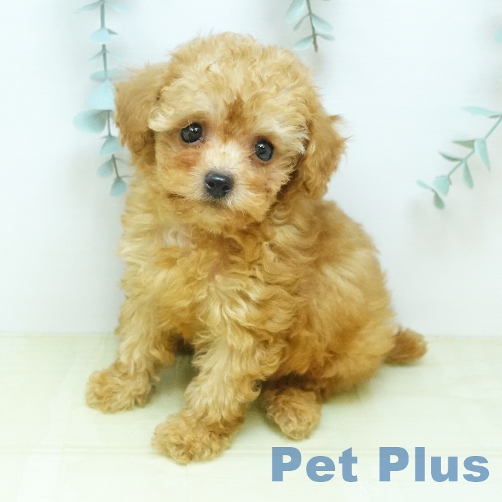 岡山県のトイプードル(トイ) (ペットプラス 岡山店/2026年3月19日生まれ/男の子/レッド)の子犬の2枚目の画像