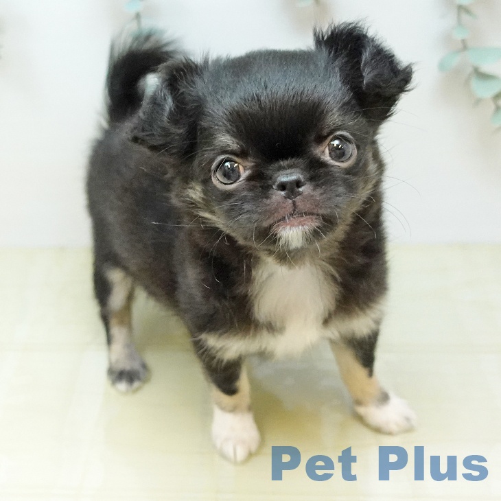 チワワの写真2