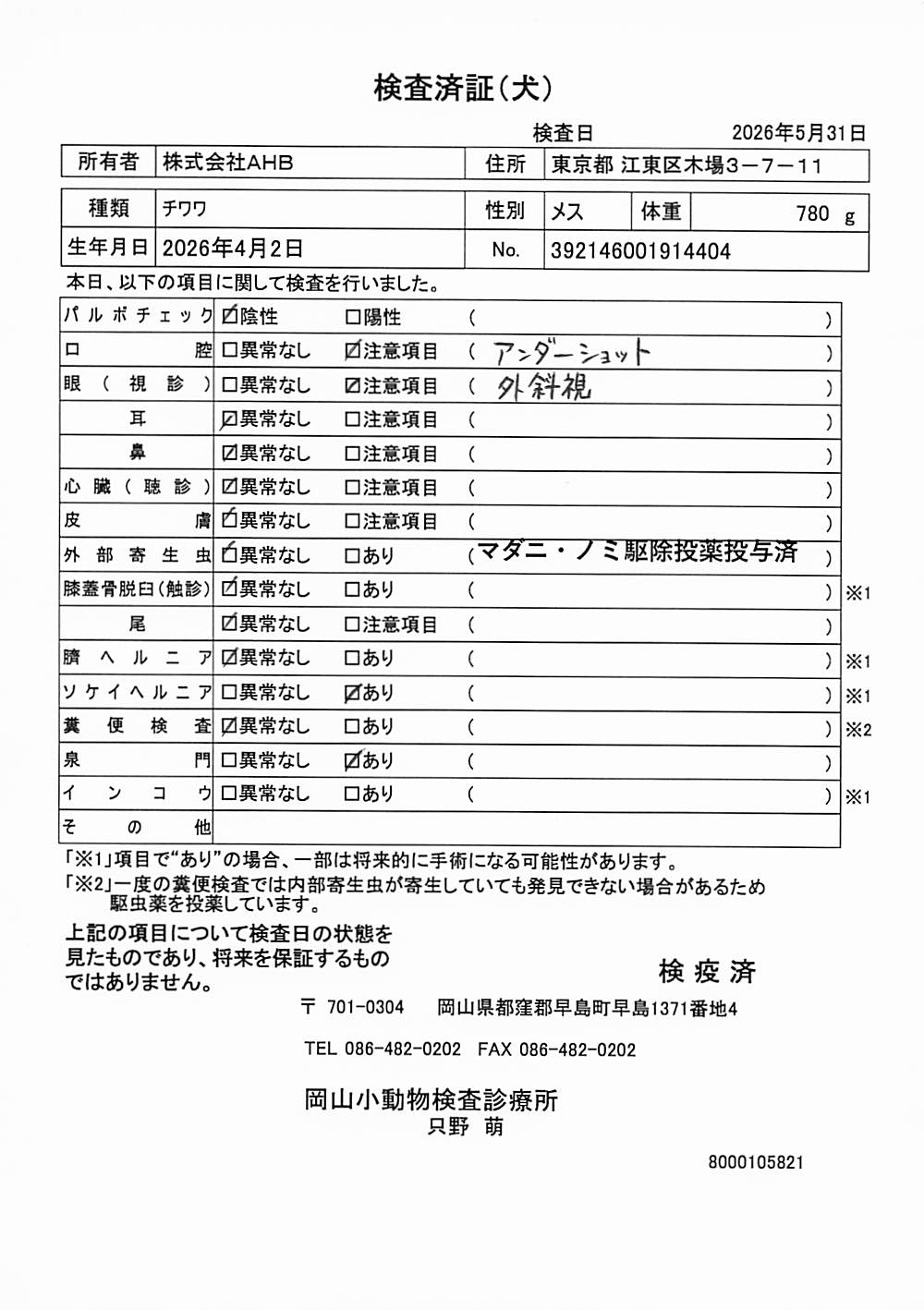 チワワ