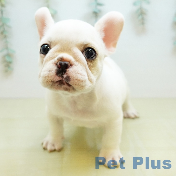 徳島県のフレンチブルドッグ (ペットプラス 徳島店/2026年4月3日生まれ/女の子/クリーム)の子犬の2枚目の画像