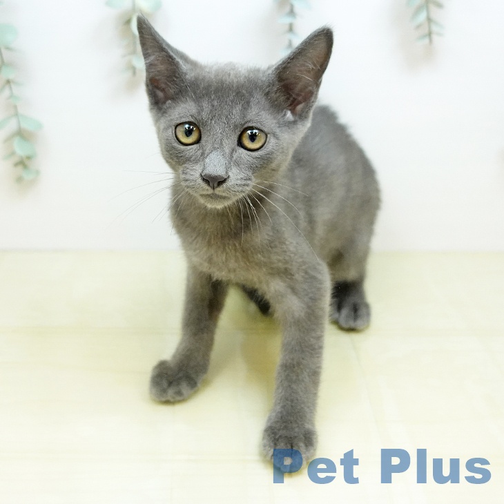 岡山県のロシアンブルー (ペットプラス 岡山店/2026年3月20日生まれ/男の子/ブルー)の子猫の1枚目の画像