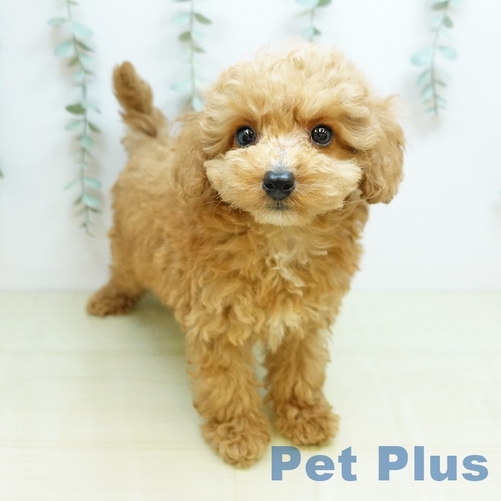 埼玉県のトイプードル(トイ) (ペットプラス 羽生店/2026年4月7日生まれ/男の子/アプリコット)の子犬の1枚目の画像