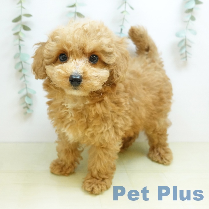 埼玉県のトイプードル(トイ) (ペットプラス 羽生店/2026年4月7日生まれ/男の子/アプリコット)の子犬の2枚目の画像