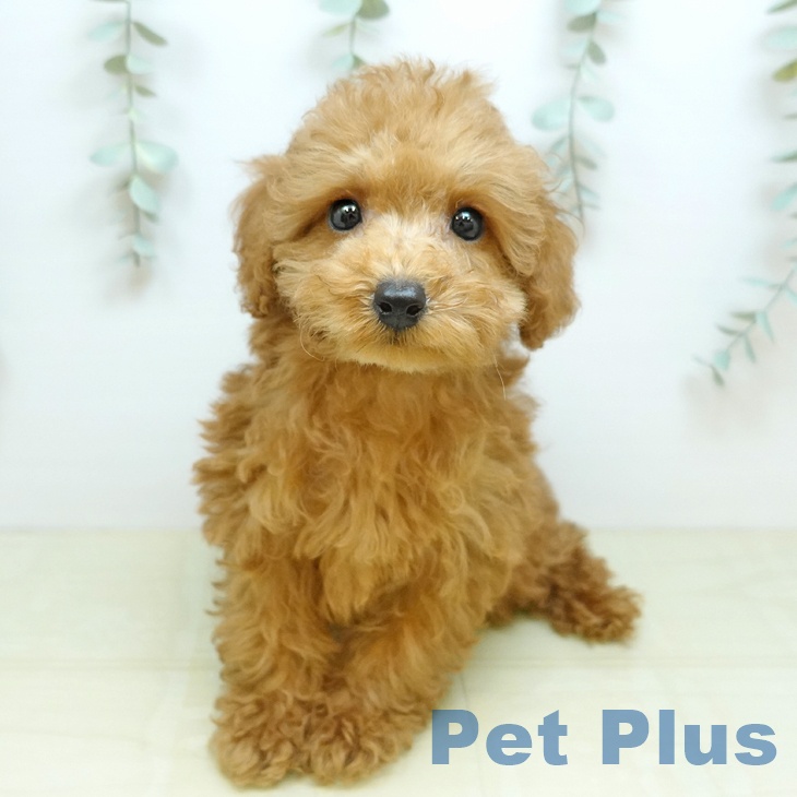 宮城県のトイプードル(トイ) (ペットプラス 名取店/2026年4月7日生まれ/男の子/アプリコット)の子犬