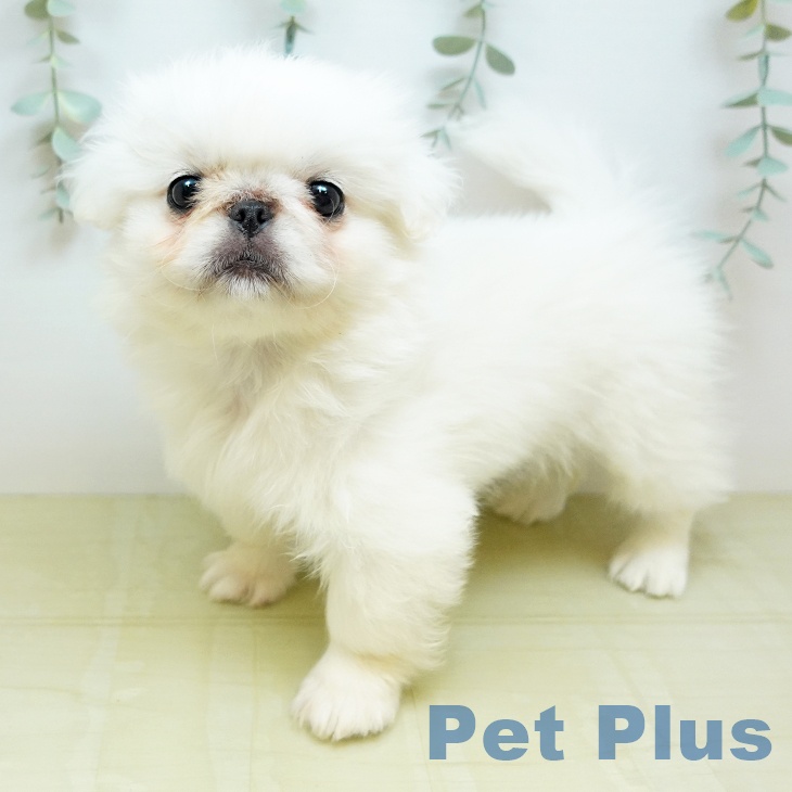 徳島県のペキニーズ (ペットプラス 徳島店/2026年4月8日生まれ/女の子/ホワイト)の子犬