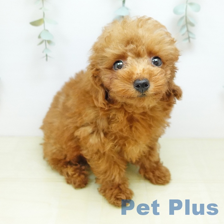 徳島県のトイプードル(トイ) (ペットプラス 徳島店/2026年3月26日生まれ/男の子/レッド)の子犬