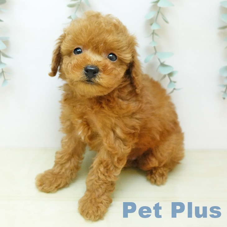 東京都のトイプードル(トイ) (ペットプラス 板橋店/2026年4月13日生まれ/男の子/レッド)の子犬