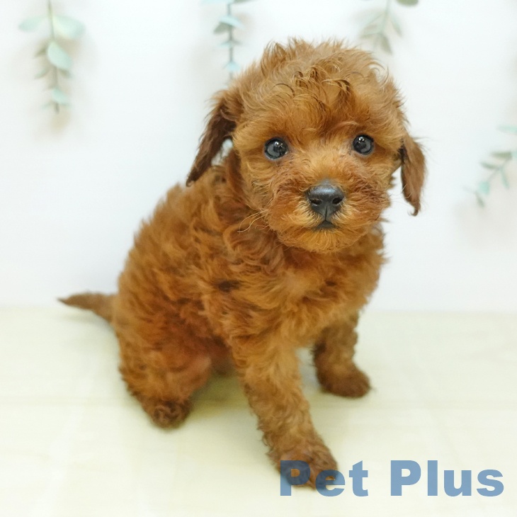 埼玉県のトイプードル(トイ) (ペットプラス 羽生店/2026年4月16日生まれ/男の子/レッド)の子犬