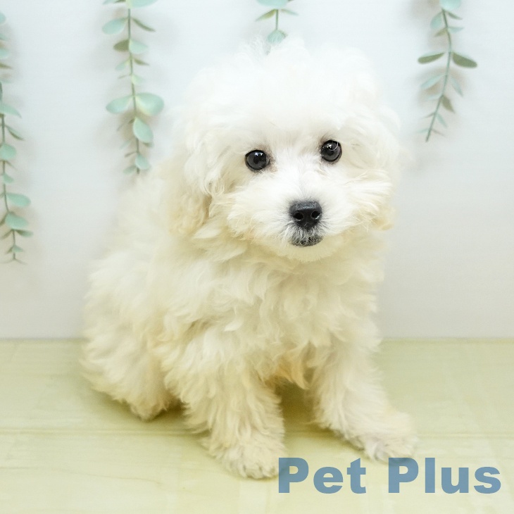 埼玉県のトイプードル(トイ) (ペッツワン 新座店/2026年3月24日生まれ/男の子/ホワイト)の子犬