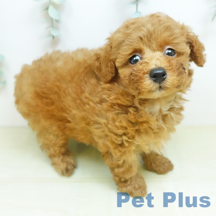 岡山県のトイプードル(トイ) (ペッツワン 岡山南店/2026年4月23日生まれ/男の子/レッド)の子犬の1枚目の画像
