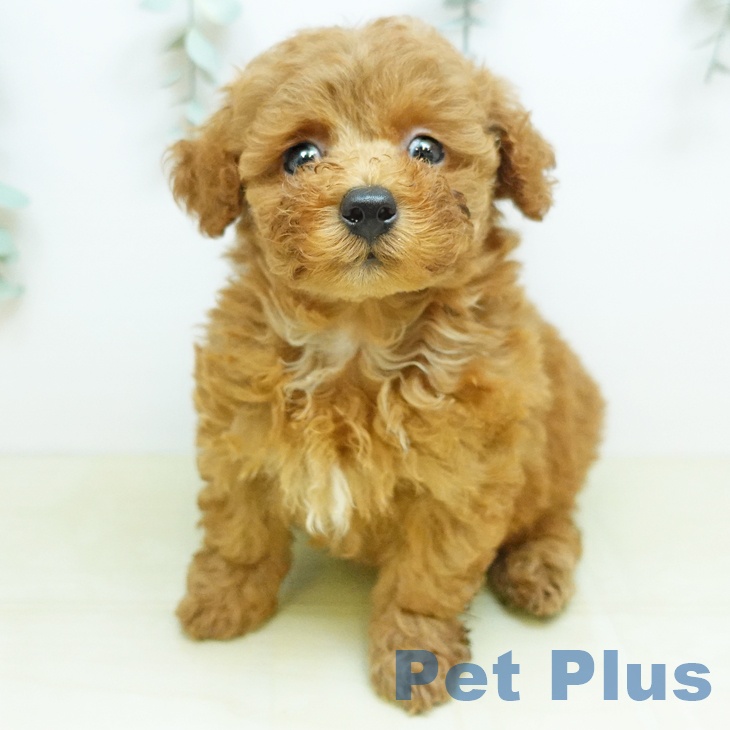 岡山県のトイプードル(トイ) (ペッツワン 岡山南店/2026年4月23日生まれ/男の子/レッド)の子犬の2枚目の画像