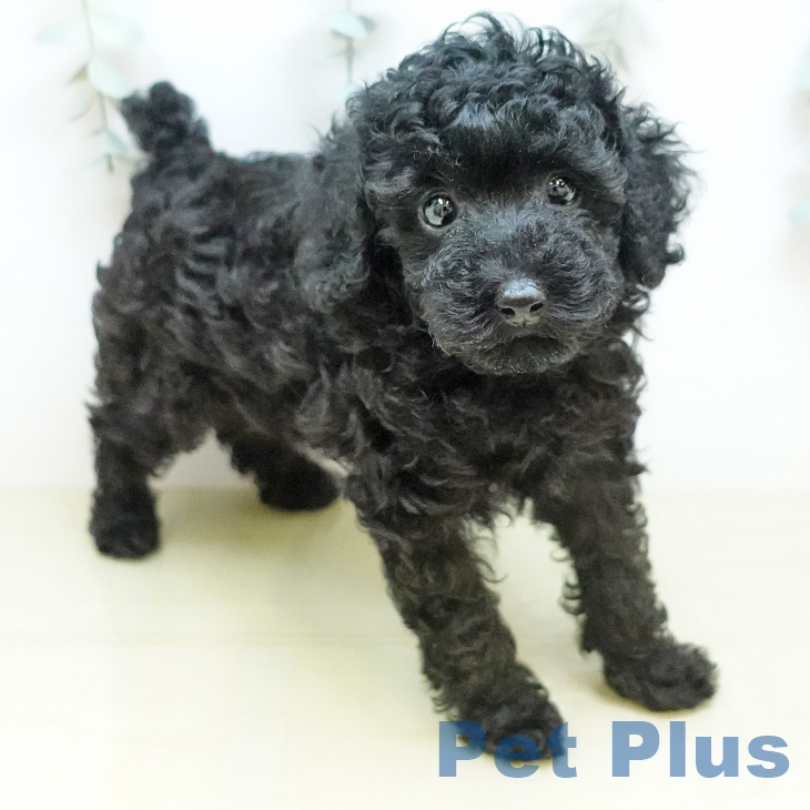 鳥取県のトイプードル(トイ) (ペッツワン 日吉津店/2026年4月22日生まれ/女の子/ブラック)の子犬の1枚目の画像