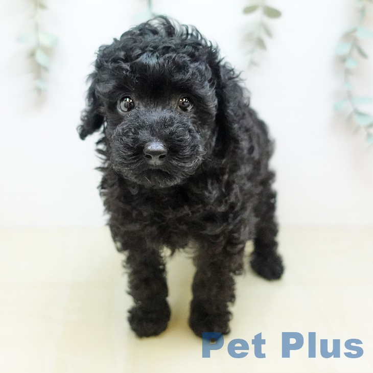 鳥取県のトイプードル(トイ) (ペッツワン 日吉津店/2026年4月22日生まれ/女の子/ブラック)の子犬の2枚目の画像