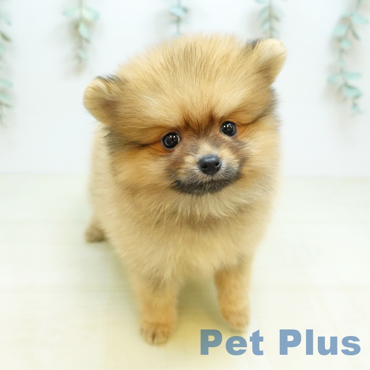 茨城県のポメラニアン (ペットプラス つくば店/2026年4月29日生まれ/男の子/オレンジ)の子犬の1枚目の画像