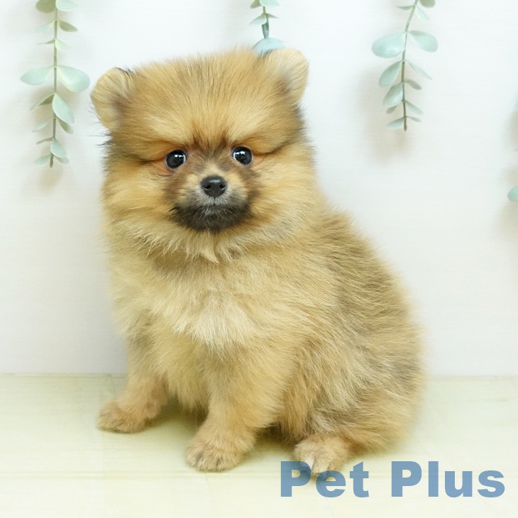 茨城県のポメラニアン (ペットプラス つくば店/2026年4月29日生まれ/男の子/オレンジ)の子犬の2枚目の画像