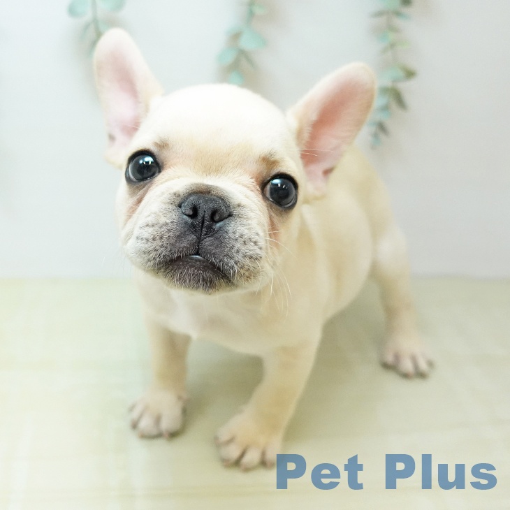 愛媛県のフレンチブルドッグ (ペットプラス 新居浜店/2026年4月29日生まれ/男の子/クリーム)の子犬の1枚目の画像