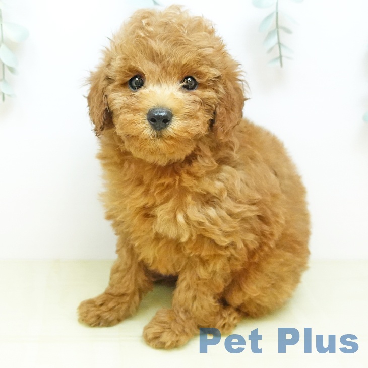 岡山県のトイプードル(トイ) (ペットプラス 岡山店/2026年4月30日生まれ/男の子/レッドフォーン)の子犬