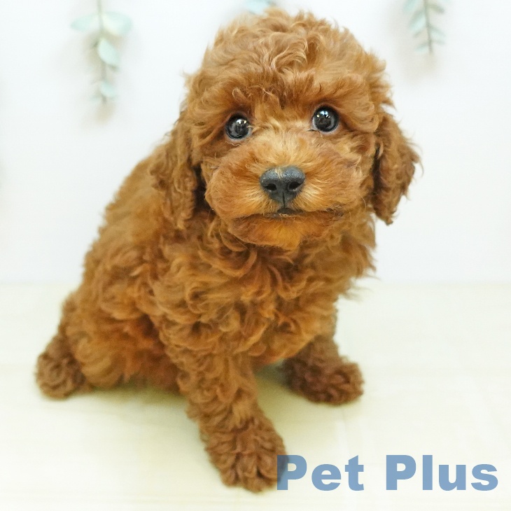 香川県のトイプードル(トイ) (ペットプラス 高松店/2026年5月1日生まれ/男の子/レッド)の子犬の2枚目の画像