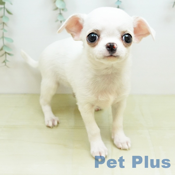 岡山県のチワワ(ロング) (ペットプラス 岡山店/2026年4月27日生まれ/女の子/クリーム)の子犬の2枚目の画像