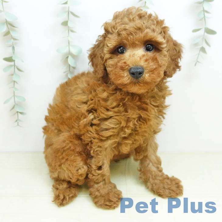 岡山県のトイプードル(トイ) (ペッツワン 岡山南店/2026年4月29日生まれ/男の子/レッド)の子犬の2枚目の画像