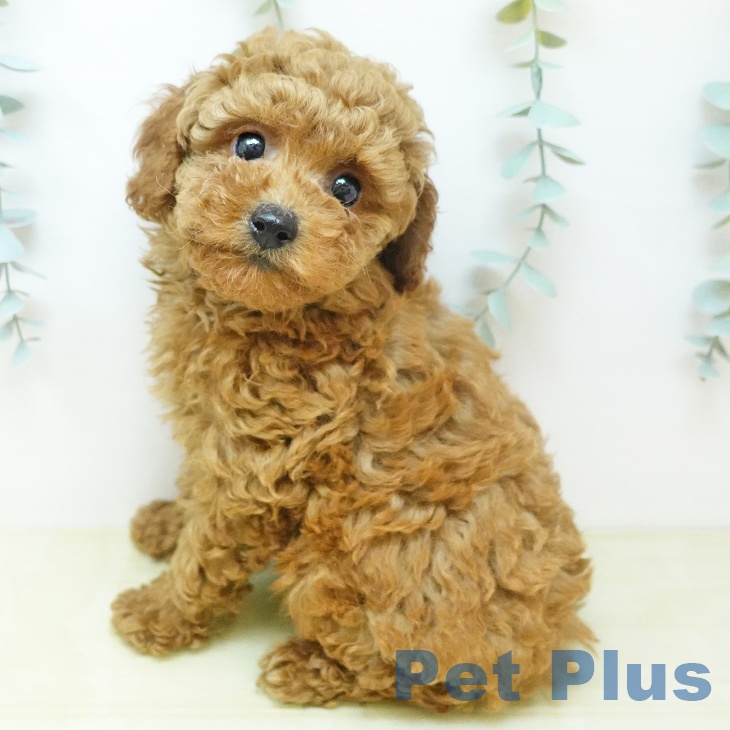 鳥取県のトイプードル(トイ) (ペッツワン 日吉津店/2026年4月29日生まれ/男の子/レッド)の子犬の1枚目の画像