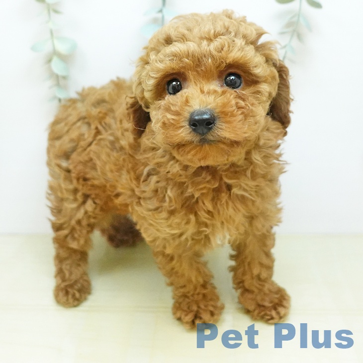 鳥取県のトイプードル(トイ) (ペッツワン 日吉津店/2026年4月29日生まれ/男の子/レッド)の子犬の2枚目の画像