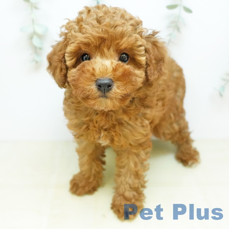 岡山県のトイプードル(トイ) (ペットプラス 岡山店/2026年5月3日生まれ/男の子/レッド)の子犬の1枚目の画像