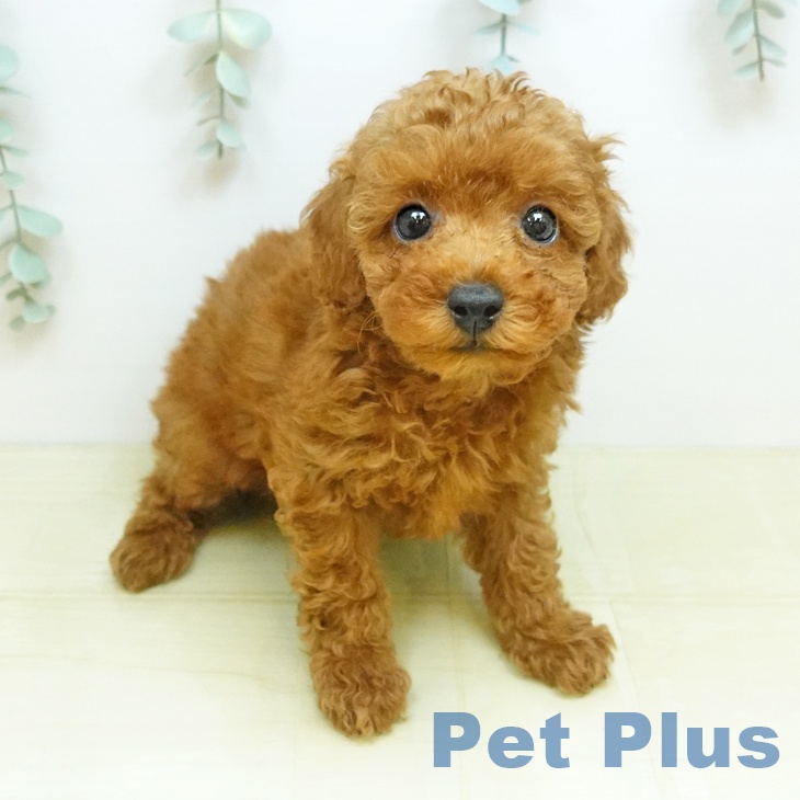 鳥取県のトイプードル(トイ) (ペッツワン 日吉津店/2026年5月7日生まれ/男の子/レッドフォーン)の子犬の1枚目の画像