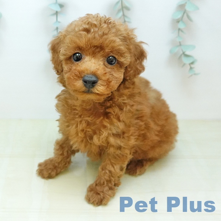 鳥取県のトイプードル(トイ) (ペッツワン 日吉津店/2026年5月7日生まれ/男の子/レッドフォーン)の子犬の2枚目の画像