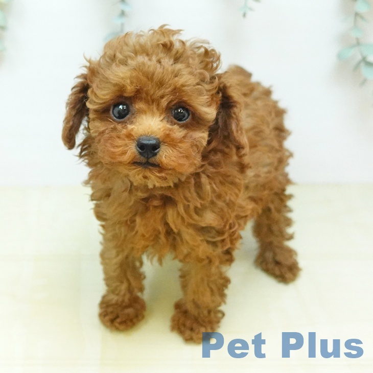 鳥取県のトイプードル(トイ) (ペッツワン 日吉津店/2026年5月6日生まれ/女の子/レッド)の子犬の1枚目の画像
