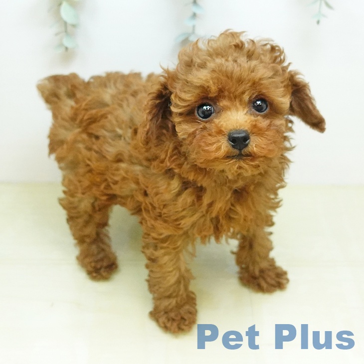 鳥取県のトイプードル(トイ) (ペッツワン 日吉津店/2026年5月6日生まれ/女の子/レッド)の子犬の2枚目の画像