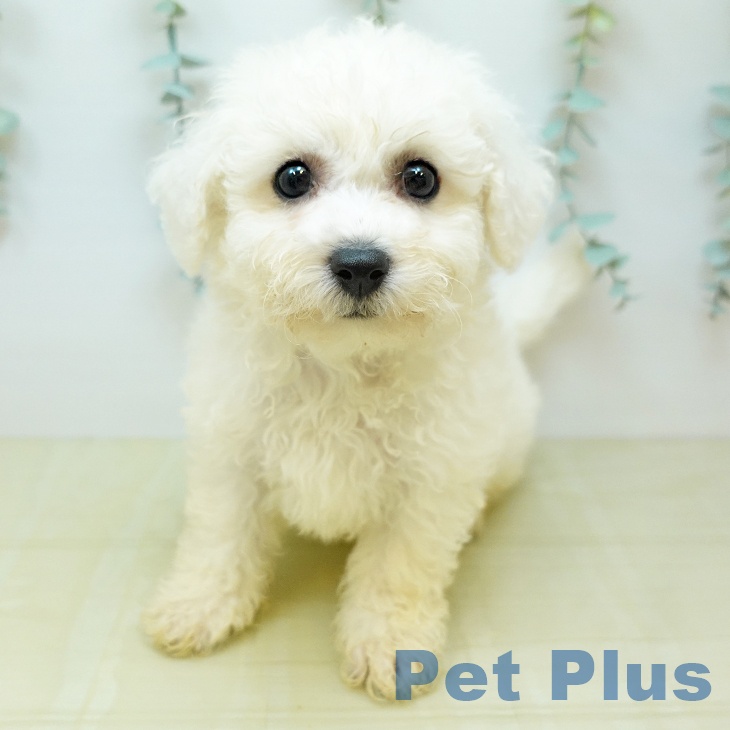 埼玉県のビションフリーゼ (ペットプラス 上尾店/2026年5月13日生まれ/男の子/ホワイト)の子犬