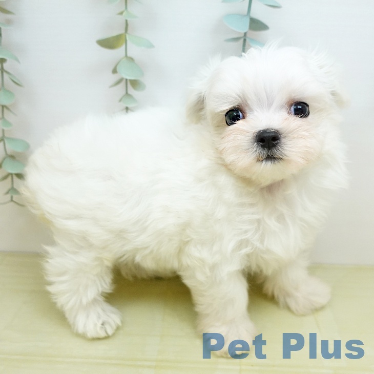 香川県のマルチーズ (ペットプラス 綾川店/2026年5月16日生まれ/女の子/ホワイト)の子犬の1枚目の画像