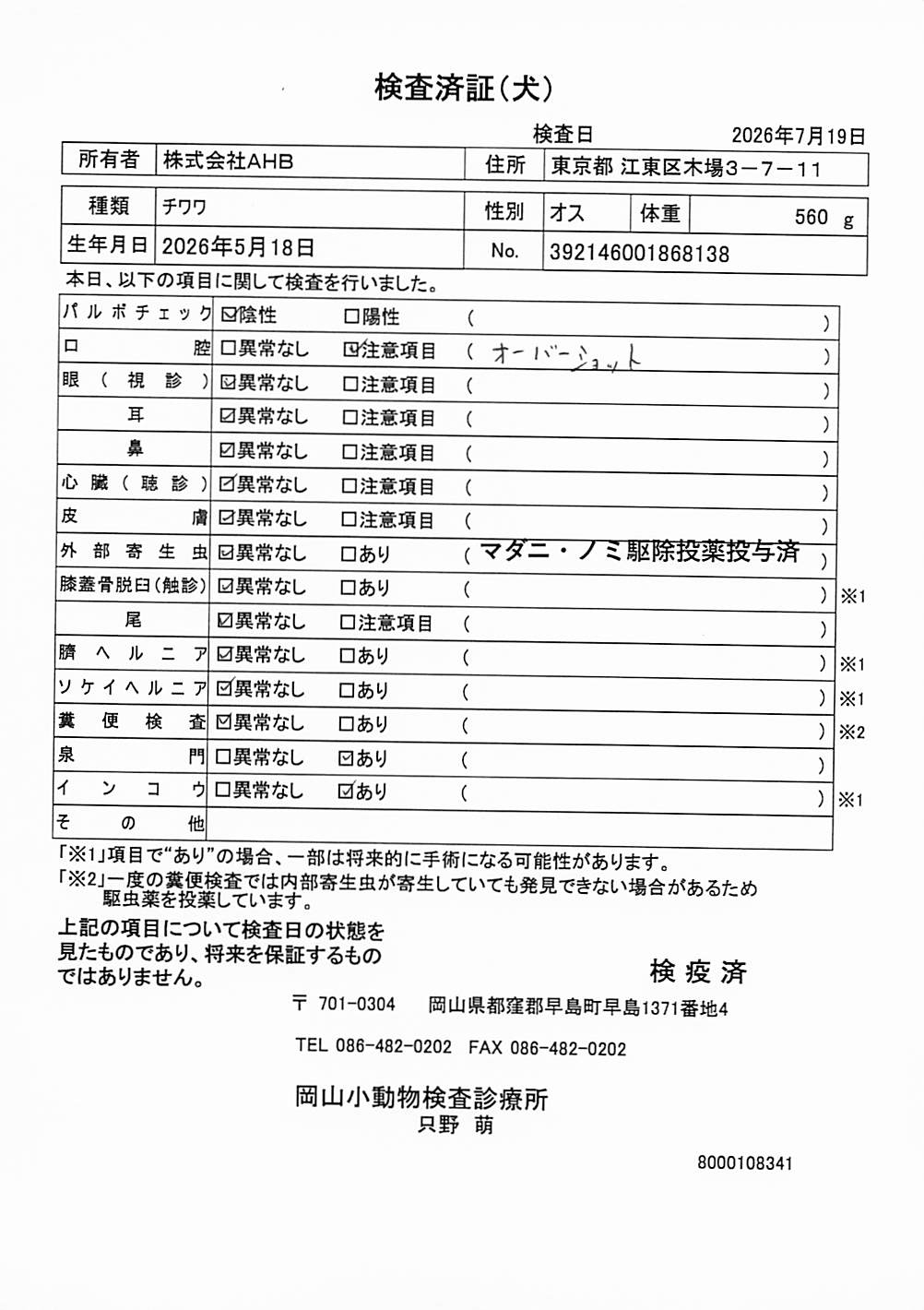 チワワ
