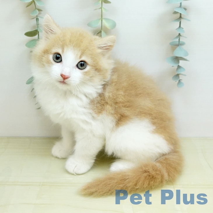 ノルウェージャンフォレストキャット