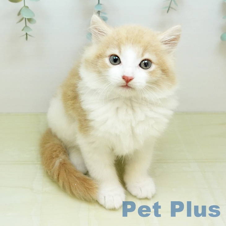 ノルウェージャンフォレストキャット