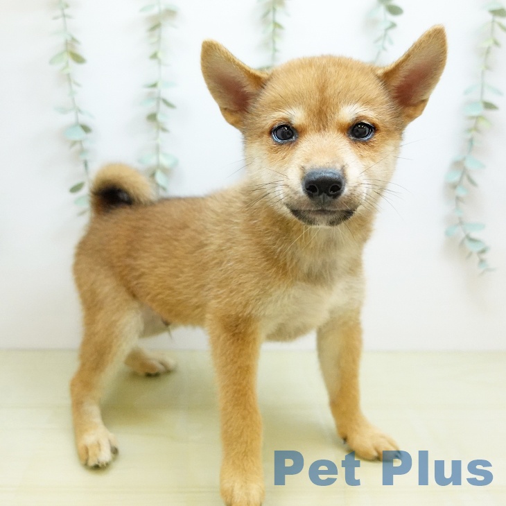 大阪府の柴犬(標準サイズ) (ペットプラス りんくう泉南店/2026年5月28日生まれ/男の子/赤)の子犬の1枚目の画像