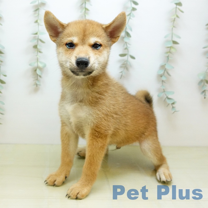 大阪府の柴犬(標準サイズ) (ペットプラス りんくう泉南店/2026年5月28日生まれ/男の子/赤)の子犬の2枚目の画像