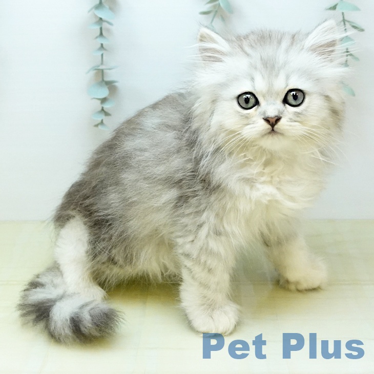 ペルシャ