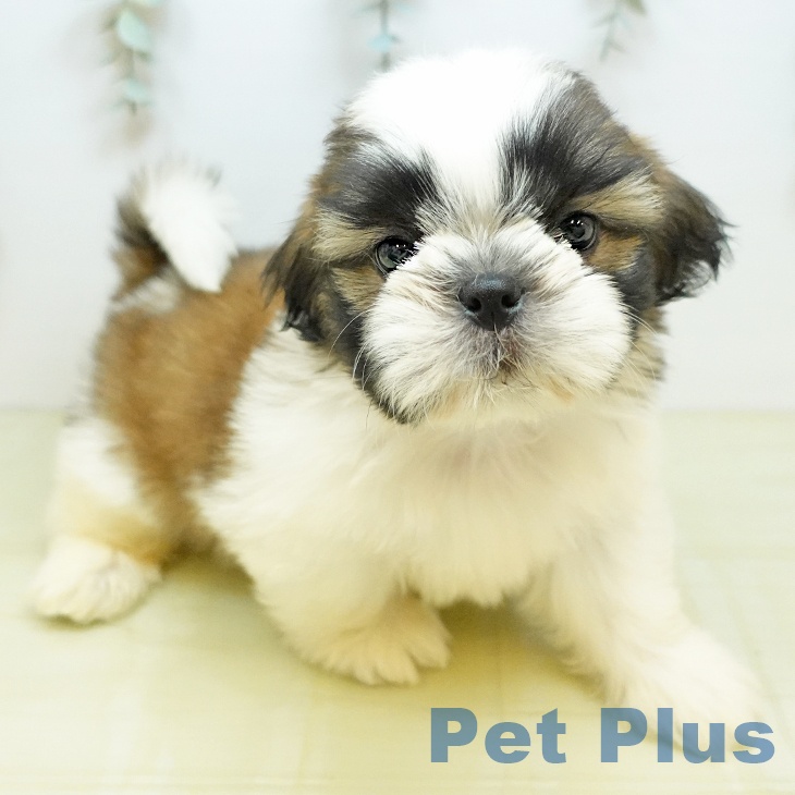 鳥取県のシーズー (ペッツワン 日吉津店/2026年6月10日生まれ/男の子/ホワイトゴールド)の子犬の2枚目の画像