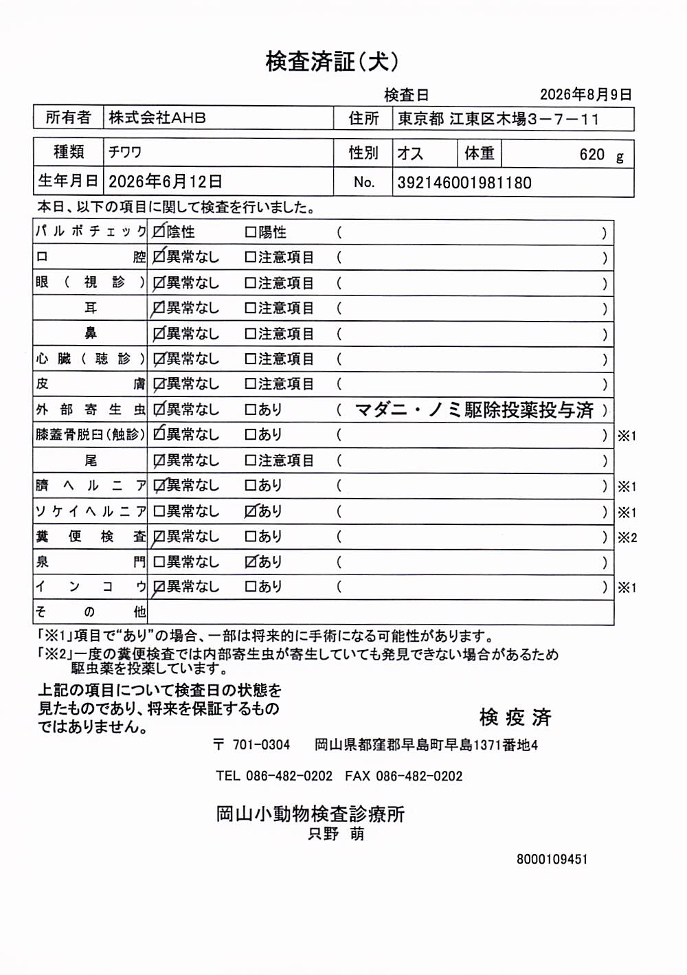 チワワ
