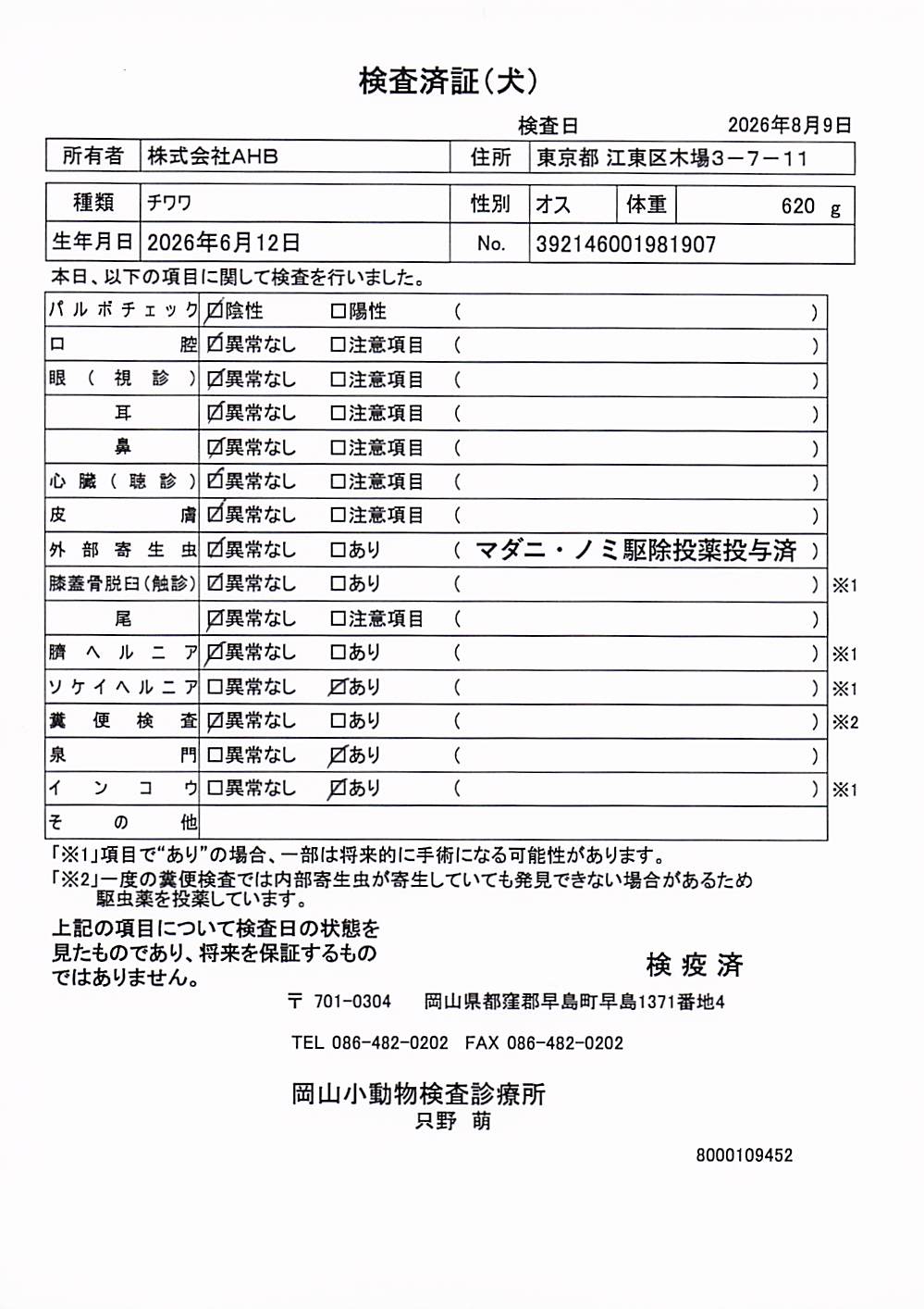 チワワ