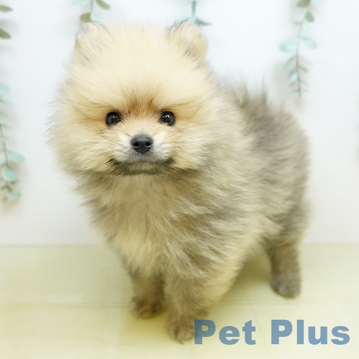 徳島県のポメラニアン (ペットプラス 徳島店/2026年6月18日生まれ/男の子/ウルフセーブル)の子犬の2枚目の画像