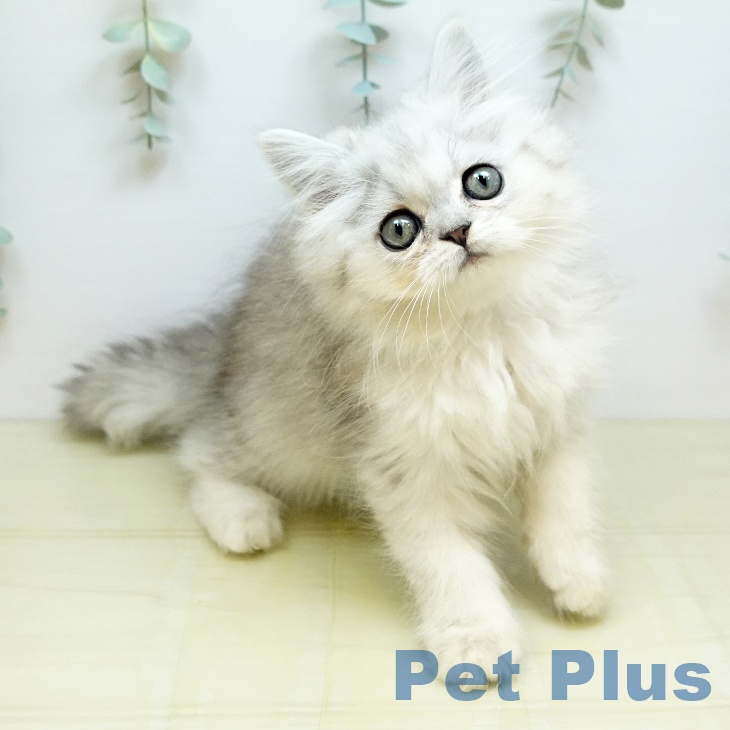鳥取県のペルシャ (ペッツワン 日吉津店/2026年5月29日生まれ/男の子/チンチラシルバー)の子猫の1枚目の画像