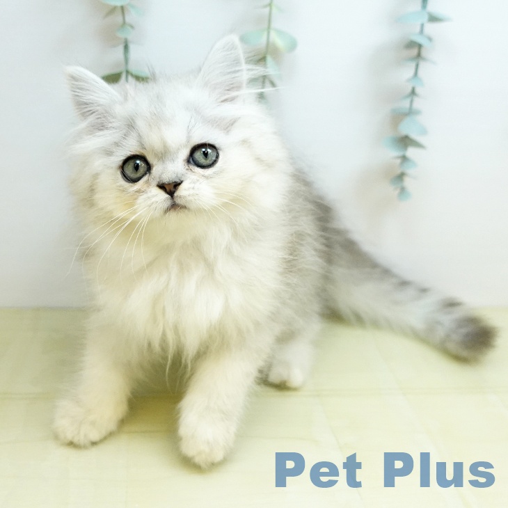 鳥取県のペルシャ (ペッツワン 日吉津店/2026年5月29日生まれ/男の子/チンチラシルバー)の子猫の2枚目の画像